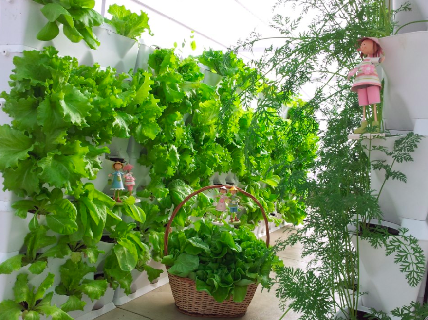 Biến một bức tường trong nhà thành một nơi xanh mát, còn có thể cung cấp rau sạch cho cả gia đình
